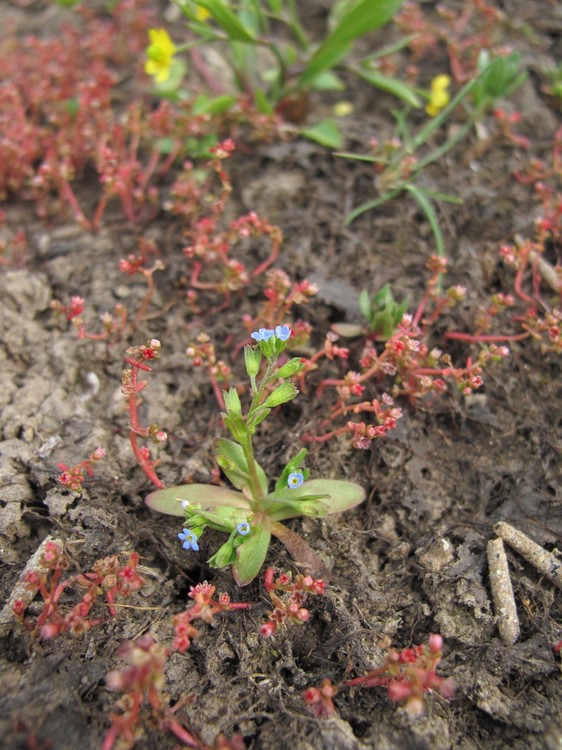 Myosotis sicula